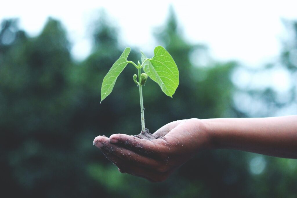 A single green plant growing out of soil held in the palm of a human hand 